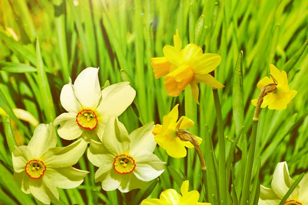 Paesaggio estivo. narcisi di fiori — Foto Stock