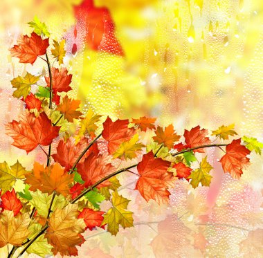 sonbahar yaprakları.