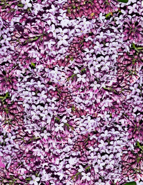 Fundo de flores lilás — Fotografia de Stock
