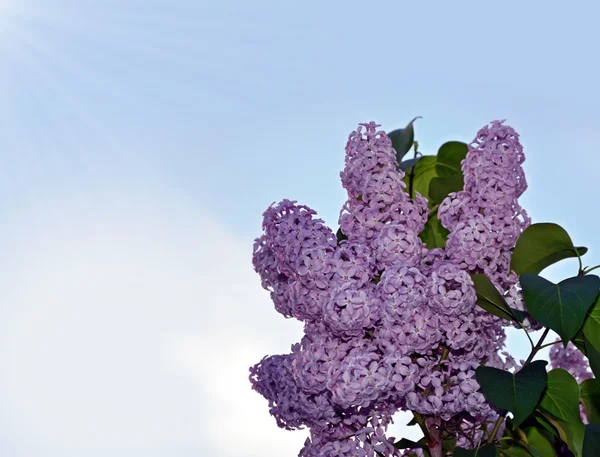 Lilac branch on a background of blue sky with clouds — Stock Photo, Image