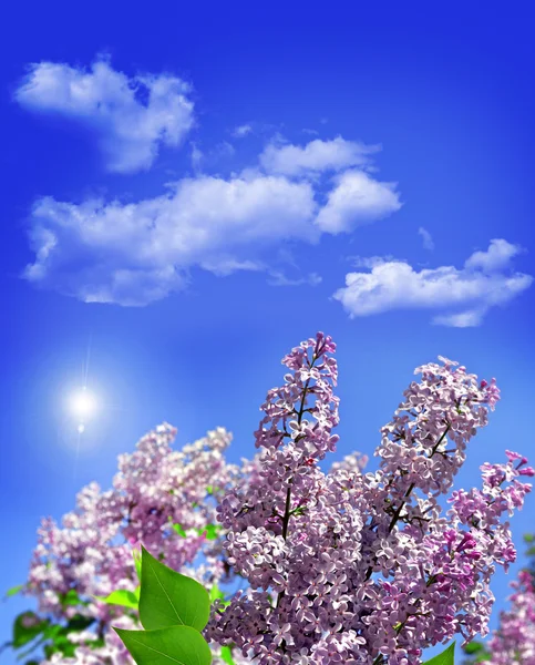 Сиреневая ветка на фоне голубого неба с облаками — стоковое фото