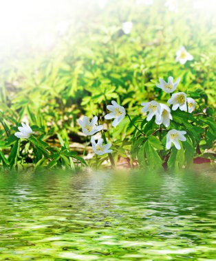 Bahar manzara. çiçekler kardelen