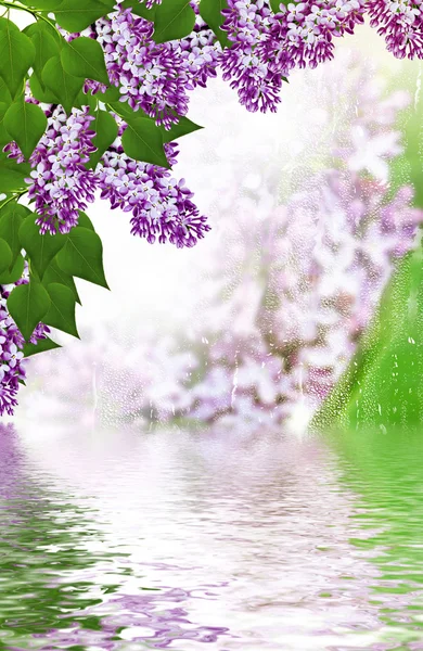 Våren. lila gren — Stockfoto
