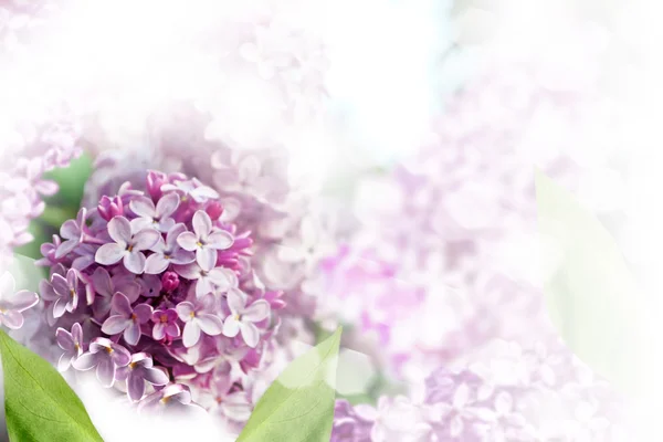 Spring. lilac branch — Stock Photo, Image