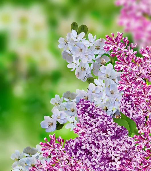 Blooming apple tree — Stock Photo, Image