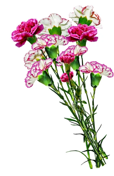 Anjer bloemen geïsoleerd op witte achtergrond — Stockfoto