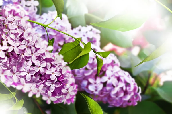 Spring. lilac branch — Stock Photo, Image