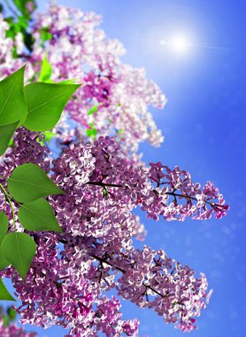 Leylak dalı mavi gökyüzü bulutlu bir arka plan üzerinde