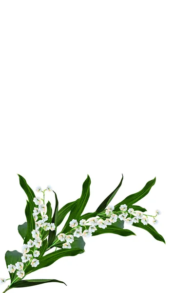 Der Zweig der Maiglöckchen blüht vereinzelt auf weißem Grund — Stockfoto
