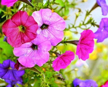 Sabah zafer çiçekleri