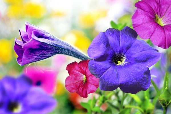 Morning Glory flowers — Stock Photo, Image