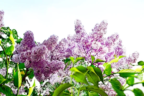 Primavera. rama lila —  Fotos de Stock