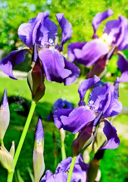 Blumen-Schwertlilien — Stockfoto
