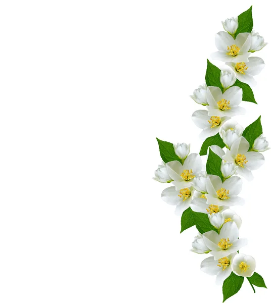 Ramo di fiori di gelsomino isolato su sfondo bianco — Foto Stock