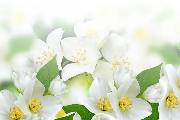 Paisaje de primavera con delicadas flores de jazmín — Foto de Stock