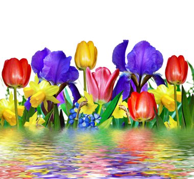 pembe sarı laleler ve mavi süsen. sümbül, nergis