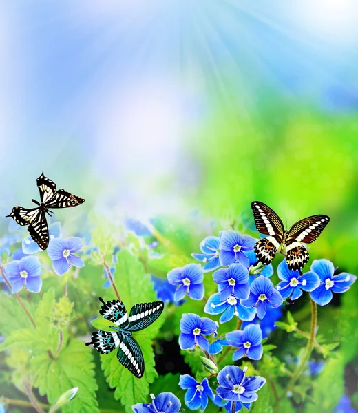 Paesaggio estivo. fiori mi dimenticano — Foto Stock