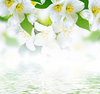 Bahar yatay, hassas Yasemin çiçekleri