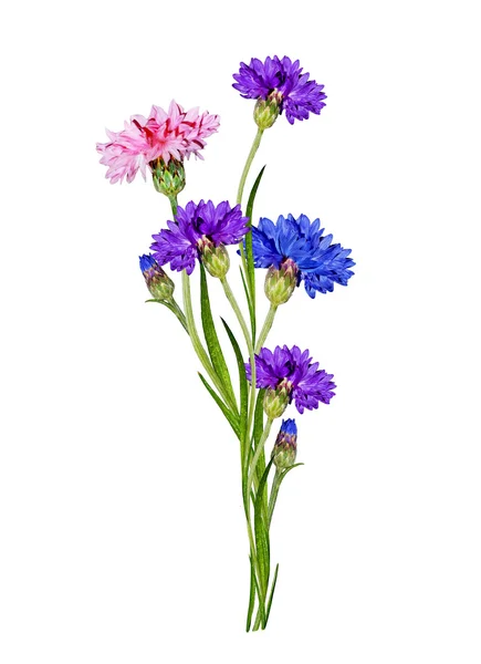 Flowers cornflowers isolated on white background — Stock Photo, Image