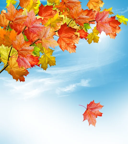 Jesień liści. złotej jesieni. — Zdjęcie stockowe
