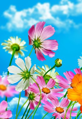 Mavi gökyüzü arka plan üzerinde papatya çiçekleri