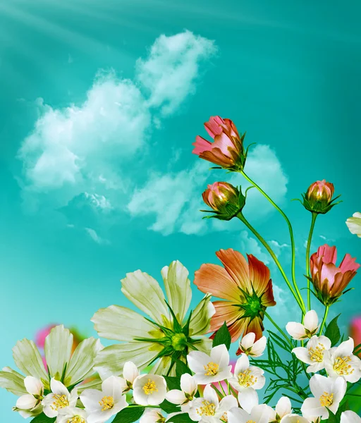 Cosmos flowers on a background of blue sky with clouds — Stock Photo, Image