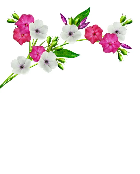 Zweigblume Phlox isoliert auf weißem Hintergrund — Stockfoto