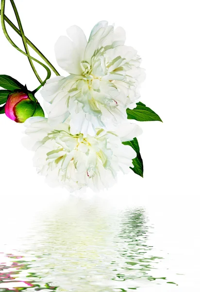 Peony flowers isolated on white background — Stock Photo, Image