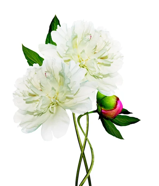 Piwonia kwiat na białym tle — Zdjęcie stockowe