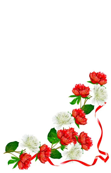 Bazsarózsa virágok elszigetelt fehér background — Stock Fotó