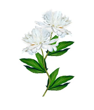 Beyaz arka plan üzerinde izole Şakayık çiçekleri