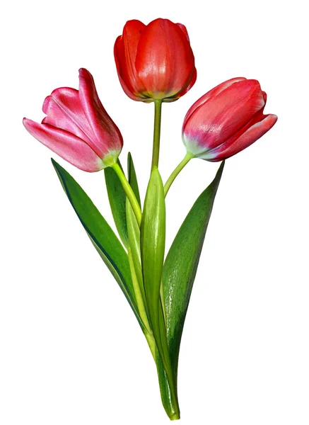 Fleurs printanières tulipes isolées sur fond blanc — Photo