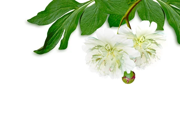 Peony flowers isolated on white background — Stock Photo, Image