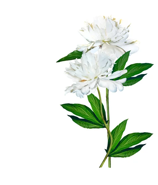 Beyaz arka plan üzerinde izole Şakayık çiçekleri — Stok fotoğraf