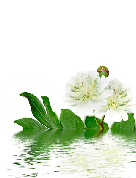 Flores de peonía aisladas sobre fondo blanco — Foto de Stock