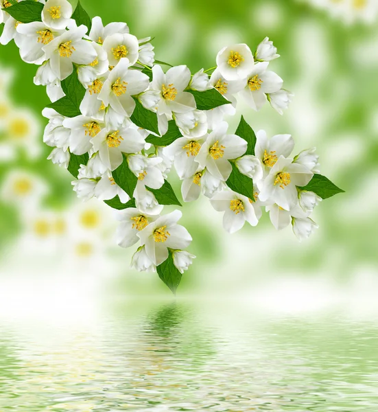 Paisaje de primavera con delicadas flores de jazmín — Foto de Stock