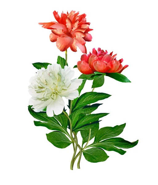 Piwonia kwiat na białym tle — Zdjęcie stockowe