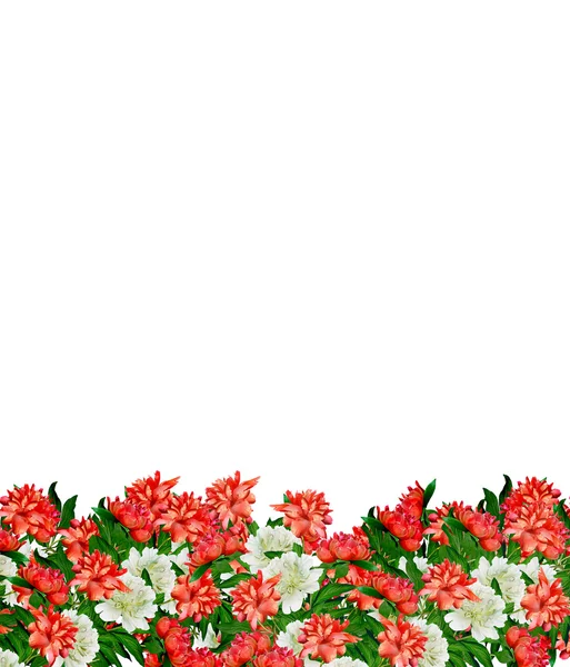 Peônia flores isoladas no fundo branco — Fotografia de Stock