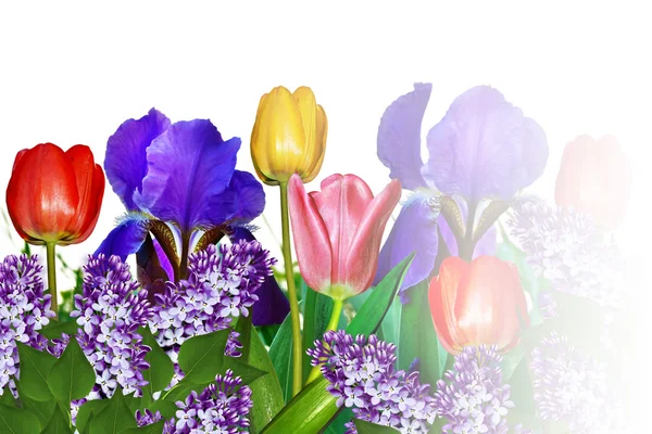 Roze geel tulpen en blauwe irissen — Stockfoto