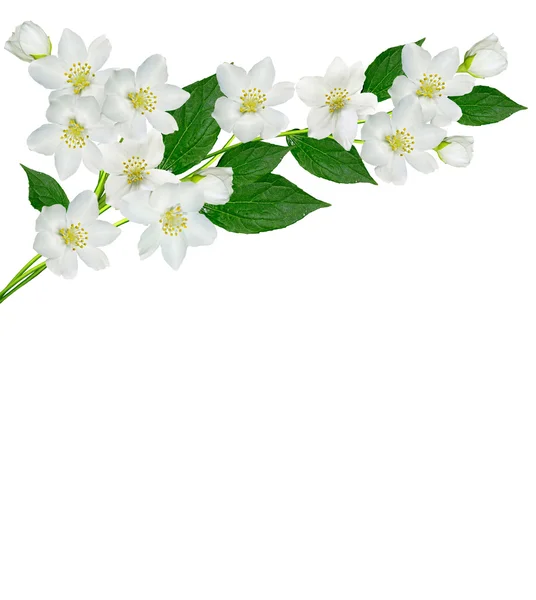 Tak van jasmijn bloemen geïsoleerd op witte achtergrond — Stockfoto