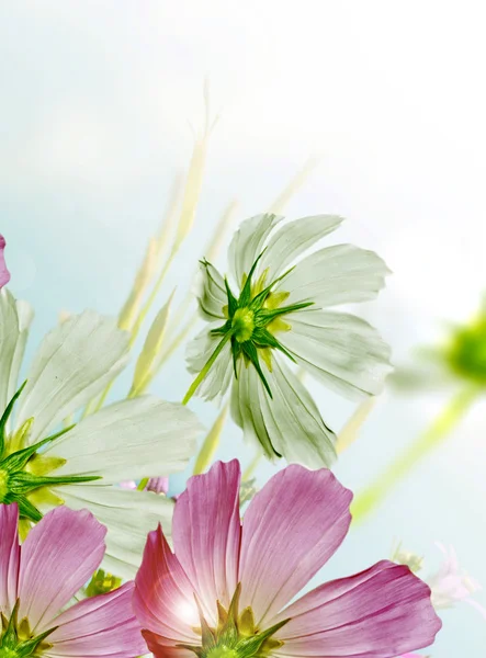 Cosmos flowers on a background of blue sky with clouds — Stock Photo, Image