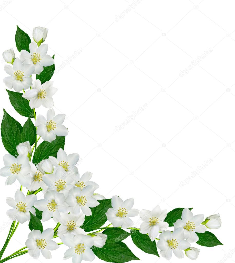 Ramo de flores de jasmim isolado no fundo branco — Stock Photo © alenalihacheva #75067197