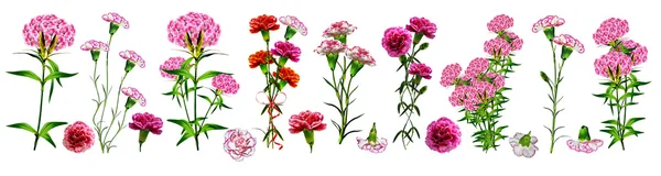 Rama flores de clavel sobre fondo blanco — Foto de Stock