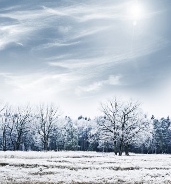 kış orman. Kış manzarası.