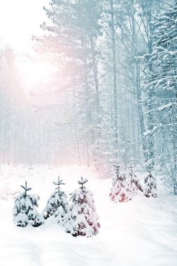 kış orman. Kış manzarası.