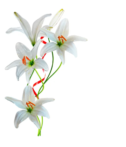 Fleurs de lys isolées sur fond blanc — Photo