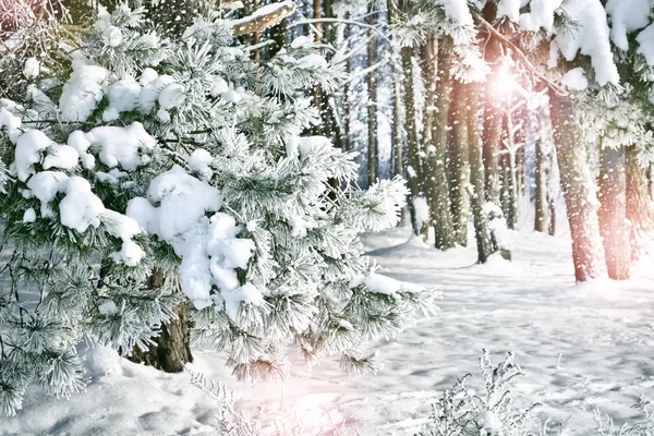 Vintern skog. vinterlandskap. — Stockfoto