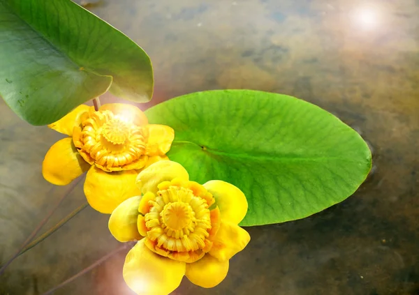 Flores de nenúfares en el río — Foto de Stock