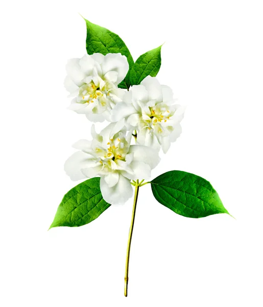 Jasmin fleur blanche isolée sur fond blanc — Photo