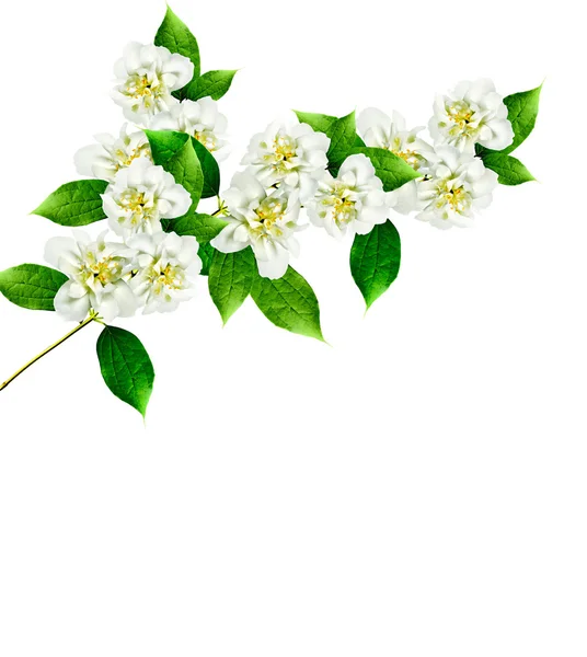 Jasmijn witte bloem geïsoleerd op witte achtergrond — Stockfoto